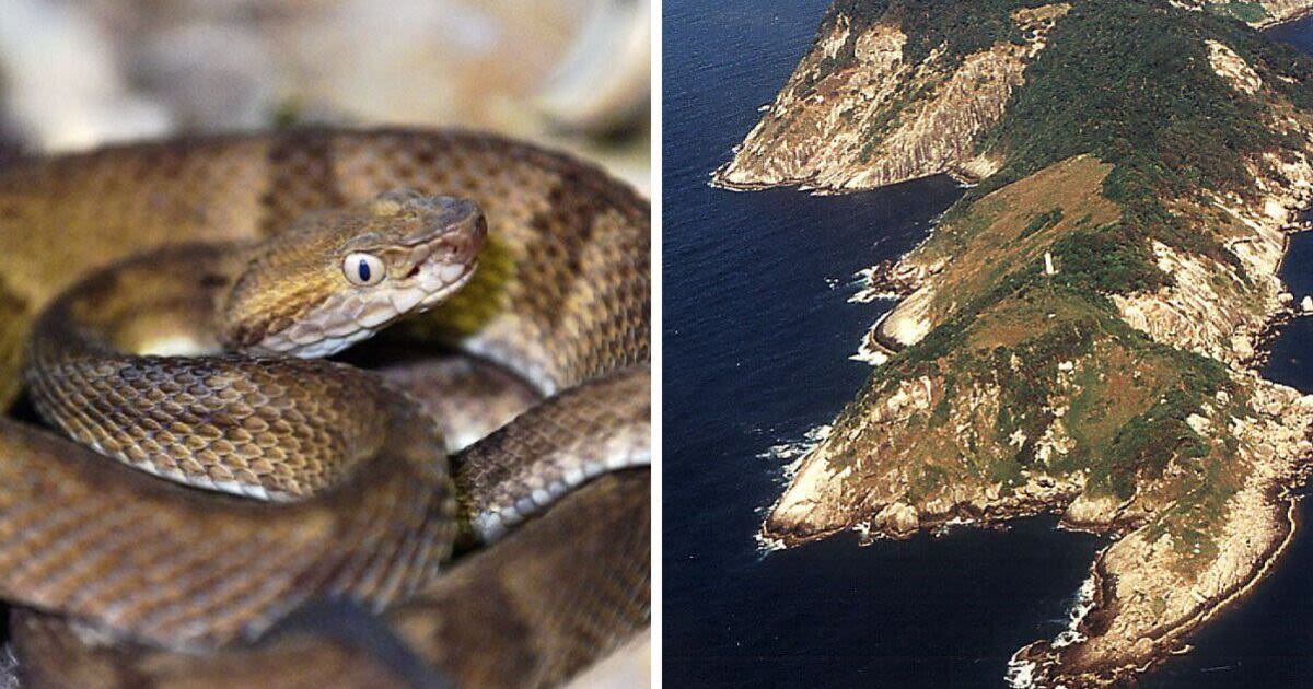 The world's 'most dangerous' island overrun by venomous snakes