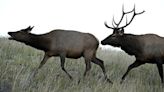 Woman injured by Estes Park elk in “unprecedented” third attack