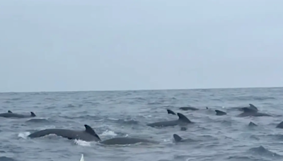 'They're So Close': Whales Surround Solo Paddler Across Atlantic In Nerve-Wracking Scene