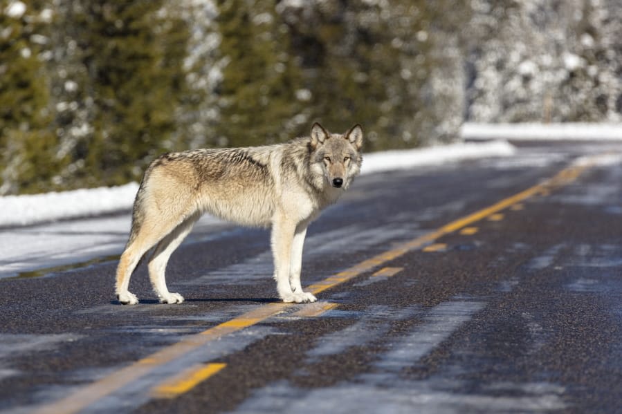 Why Washington’s wolf count is under scrutiny