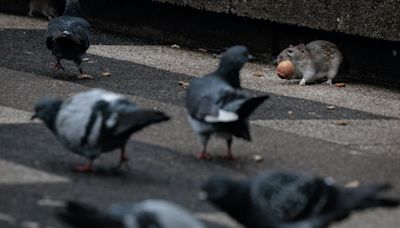 'Au revoir Ratatouille' says Paris pest control ahead of Olympics