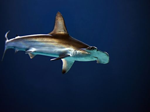 Normandie : un requin sème un vent de panique sur une plage de la Manche