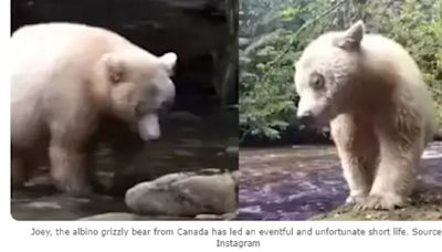 世界最倒楣的熊！3年5次被誤認北極熊錯送到北極 查核真相曝光