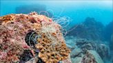 6大海洋觀光區生態壓力大 環團籲速過海洋保育法