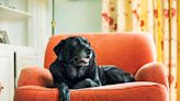 9 Ways to Make Your Home More Comfortable for a Senior Dog, According to Veterinarians