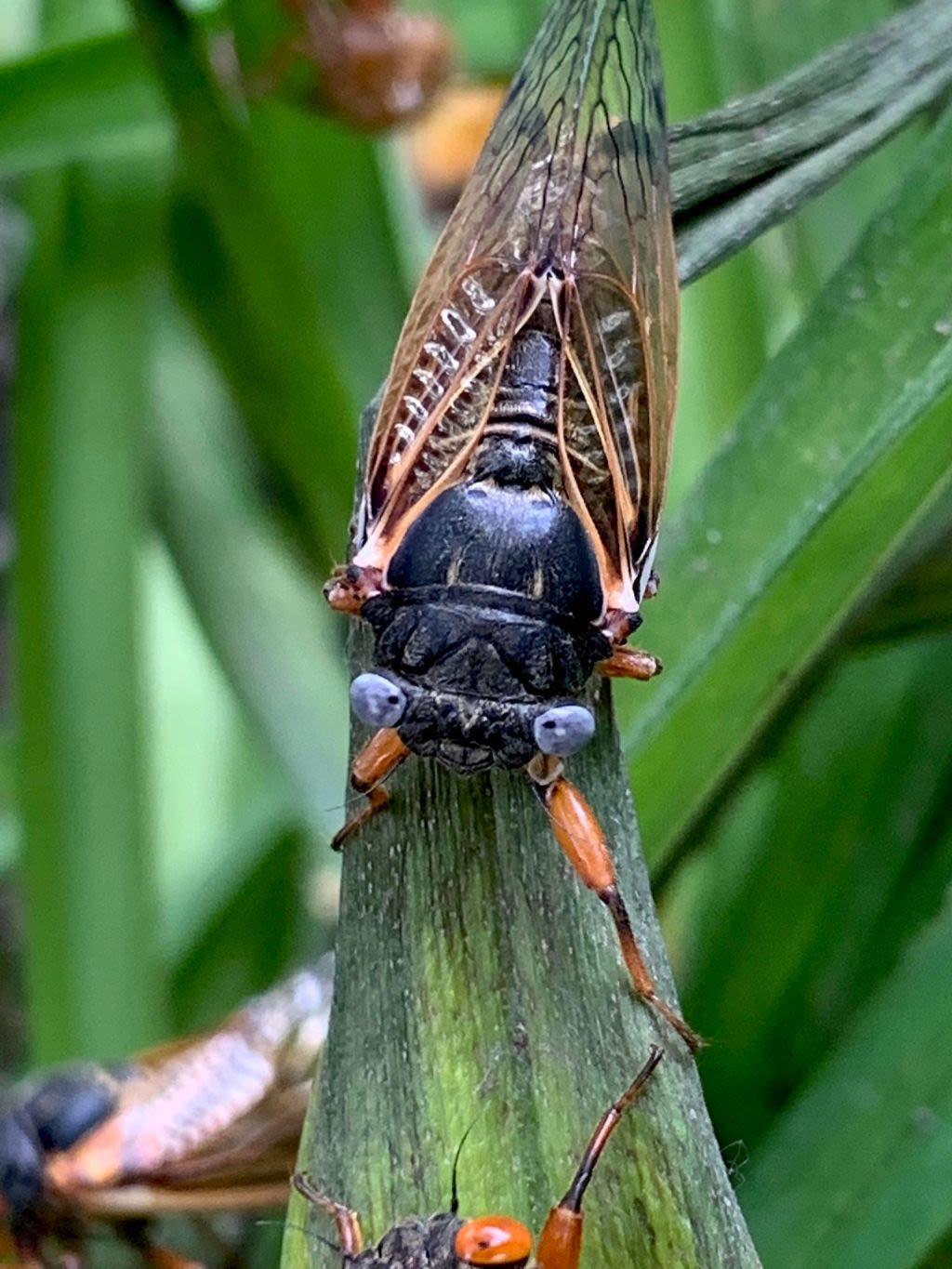 A rare blue-eyed cicada was found in Niles, Illinois. But thousands more could exist, professor says