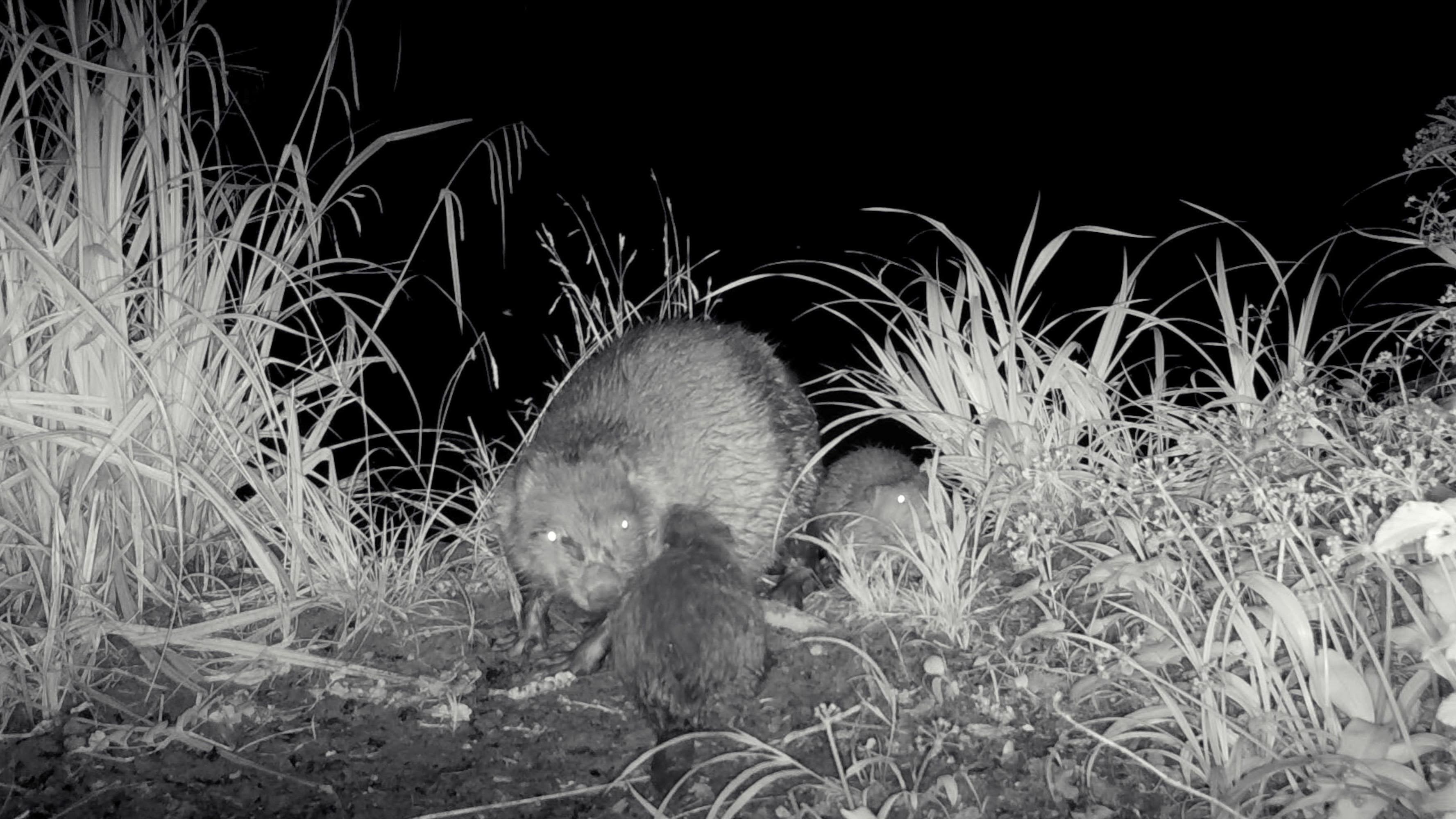 Beaver kits spotted at Longleat for the first time