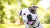 American Bulldog Thrown Out With Trash Finds Forever Home in North Carolina