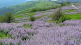 This California National Park With Towering Redwoods Also Has Some of the Most Beautiful Wildflowers in the U.S.