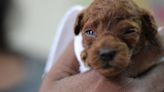 ‘Puppies always need assistance’: Smyrna organization nursing 3 days-old dogs back to health