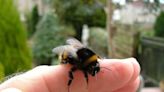 Somalia Man Suffers Multiple Organ Failure After Being Stung By A Bee - News18