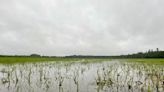 Minnesota farm fields are waterlogged, complicating growth