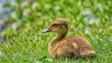 Priceless Video of Pet Ducks and Ducklings Living Their Best Lives Is Such a Gift