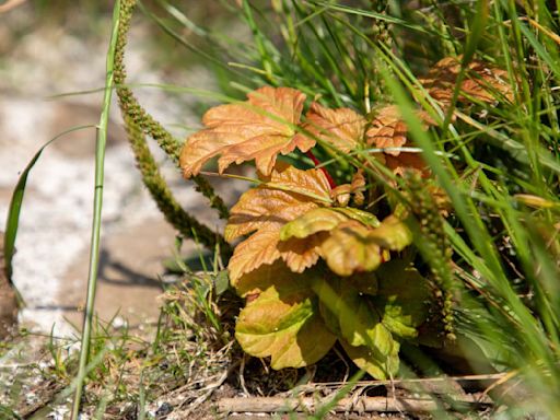 Fresh hope Sycamore Gap tree can live on as new shoots emerge from stump | ITV News