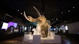 Last surviving woolly mammoths were inbred but not doomed to extinction – study