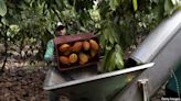 Latin America’s farmers are cashing in on hot hot-cocoa prices