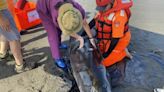 小抹香鯨擱淺宜蘭海灘 健康不佳安樂死處置