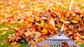 'Don't rake them!' Gardeners urge you to mow over fallen leaves on your lawn right now – here's why