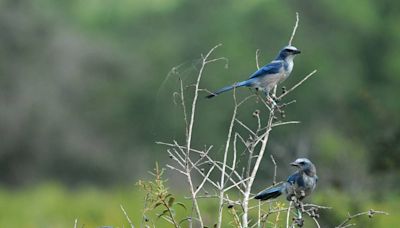 Florida’s native bird is disappearing. Is the state protecting them in Manatee County?