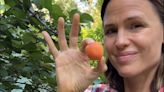 Jennifer Garner Shares a Behind-the-Scenes Video Tour of 'Summer' in Her Fruit Garden