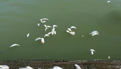 Fish kill results in about 24,000 dead fish in Baltimore’s Inner Harbor