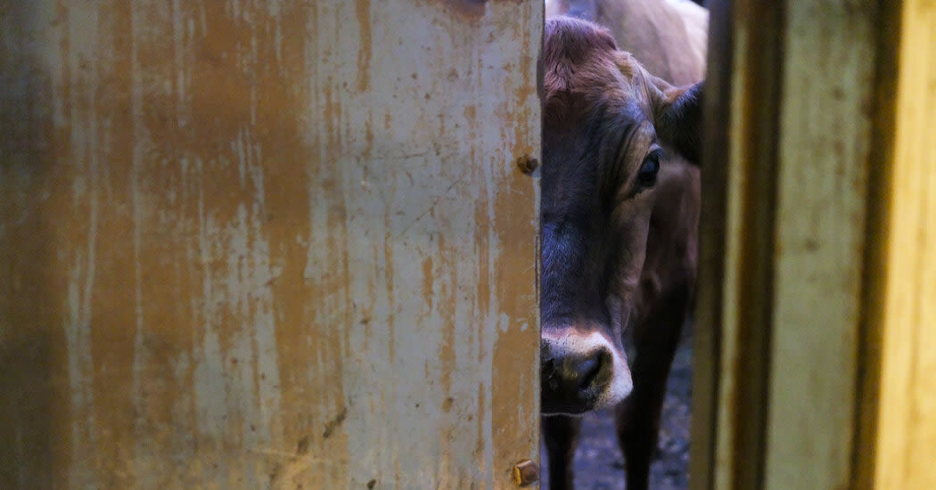 Halting the Bird Flu Outbreak in Cows May Require Thinking Beyond Milk