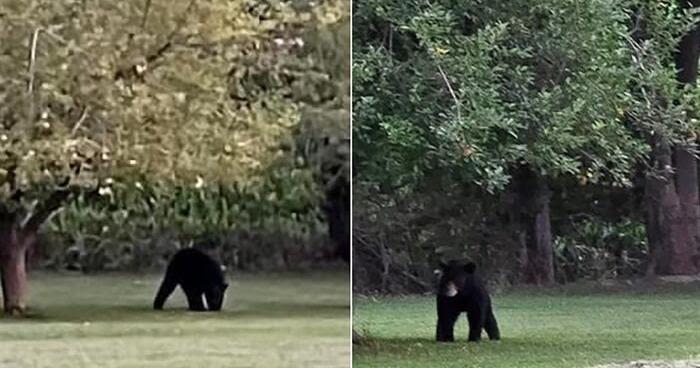 Rare black bear sightings spark excitement in southern Illinois