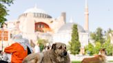 Legisladores en Turquía estudian propuesta para lidiar con perros callejeros