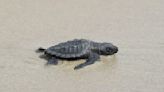 World's most endangered sea turtle returns to Louisiana coast