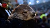 Punxsutawney Phil’s Twins Get Weather-Related Names — Sunny, Shadow