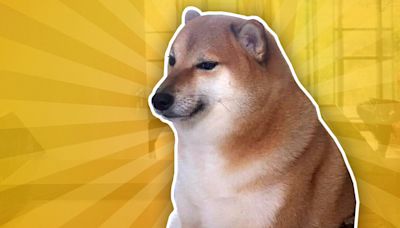The Doge meme dog died at age 18 today, much RIP