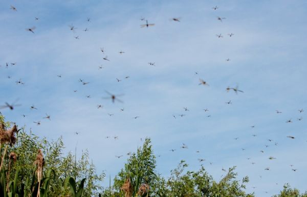 Billions of Dragonflies Swarm Horrified Beachgoers in Rhode Island