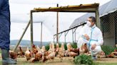 La OMS confirmó la primera muerte por gripe aviar en México