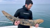 Man discovers mastodon tusk while fossil hunting underwater off Florida coast