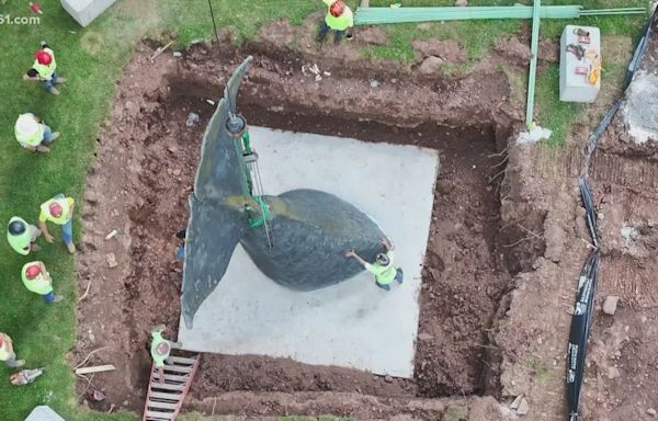 Conny the Whale's tail gets a new home on the Trout Brook Greenway