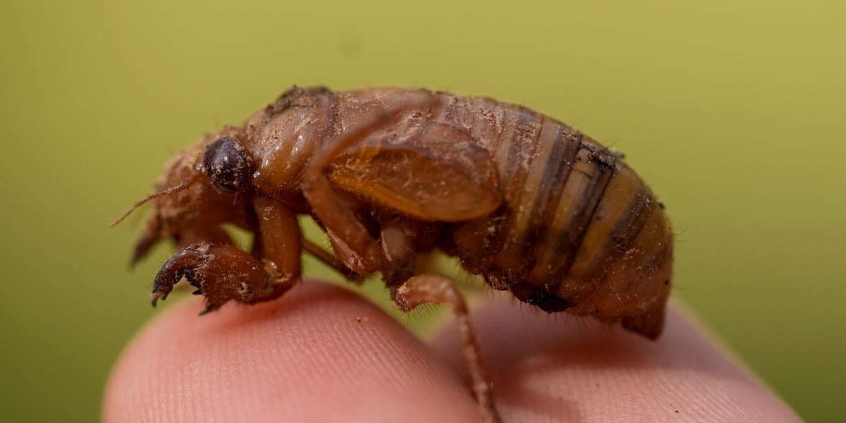 The cicada invasion has begun