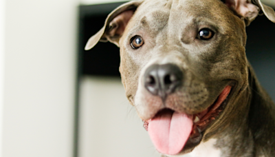 Pit Bull Trying to Sneak Stuffie Into Mom’s Luggage Is the Sweetest Thing