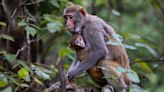 Monkeys in Florida are considered invasive, and these are the 5 species found here