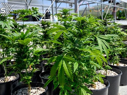美國擬「降低」大麻毒品分級 大麻產業類股應聲上漲
