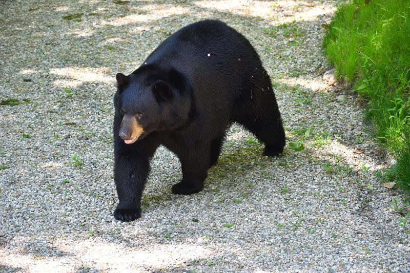 DeSantis signs bill making it legal to kill ‘crack bears’ in self-defense