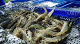 New study makes alarming find about over 90% of world’s seafood supply: ‘Limited attention has been paid’