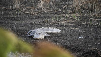 Alligator hit by car on US 501 in Myrtle Beach area. It’s 2nd wild animal hit in a week