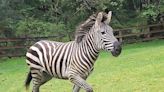 Zebra remains on the loose in Washington state as officials close trailheads to keep people away