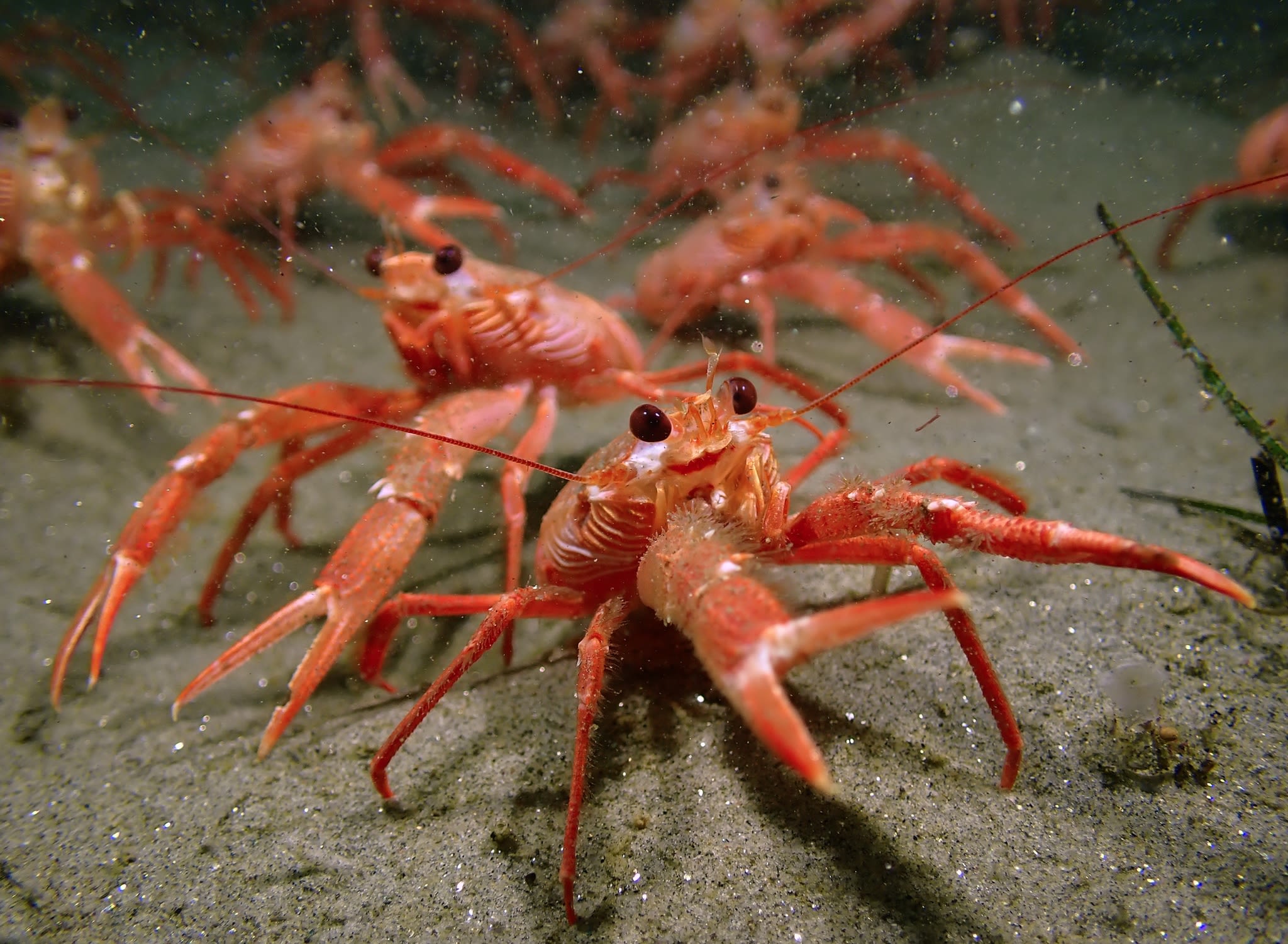 Tuna Crabs carpet the seafloor near the San Diego coast