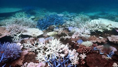 97 Percent of Bleached Coral at Lizard Island Reef Is Dead After Great Barrier Bleaching Event