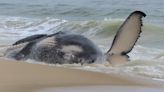 Dead whale in New Jersey had a fractured skull among numerous injuries, experts find