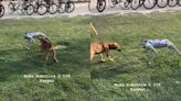 Watch: Robot dog plays with real dog in India