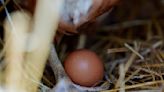 Bird flu outbreak causes mass layoff at Michigan egg supplier