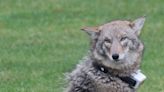 Opinion/Guest View: Becoming 'coyote smart' on Aquidneck Island – are we there yet?