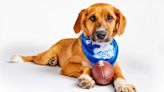 See the 2024 Puppy Bowl Starting Lineup, How to Watch and More